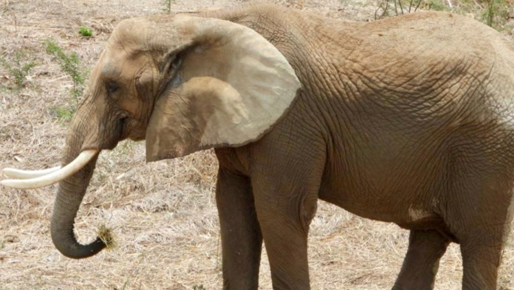 Ely y Gipsy y cuándo se les podrá visitar en el zoológico de San Juan de Aragón