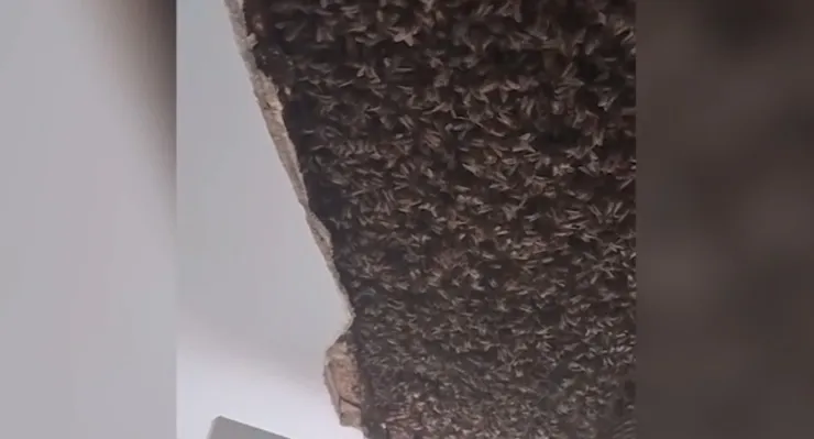 descubren-colonia-abejas-techo-casa-escocia-colmena-video