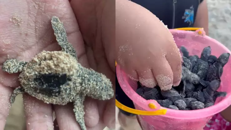 Así se vivió una EMOTIVA liberación de tortuguitas en las Dunas de Sisal