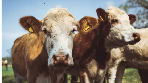 Cruza a EU la primera tanda de ganados provenientes de Sonora tras cierre de frontera por dos meses