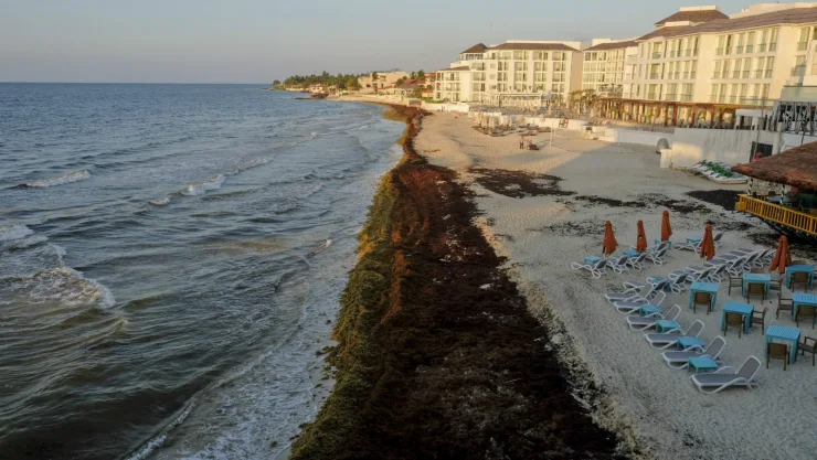 Montones de sargazo cubren una playa en el balenario turístico de Playa del Carmen, en México, el 8 de mayo de 2019. Los expertos advierten que la presencia de esta alga maloliente podría ser la nueva realidad de la zona, de gran atractivo turíst