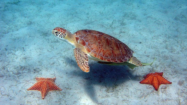 Tortugas.jpg