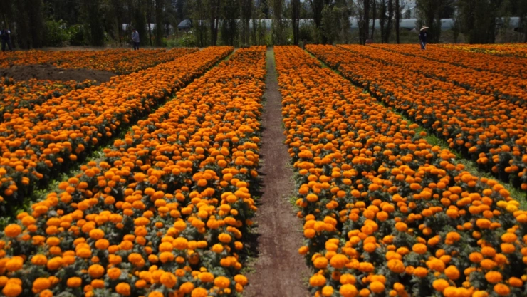 Un símbolo de vida y muerte que colorea la tradición mexicana