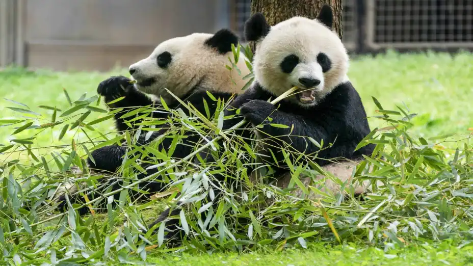 EEUU-PANDAS