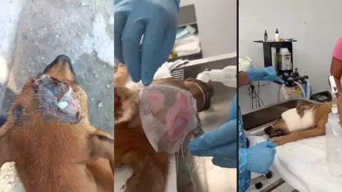 Agreden a perro en Playa del Carmen ocasionándole fuertes lesiones; buscan al responsable del maltrato animal (1).jpg