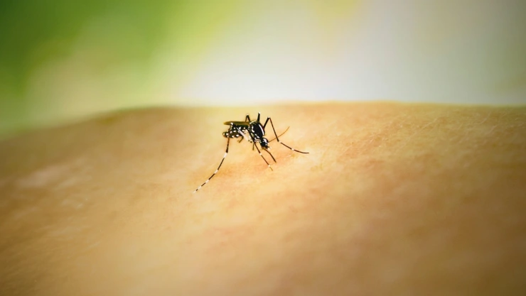 Así puedes evitar el dengue durante la temporada de lluvias.jpg
