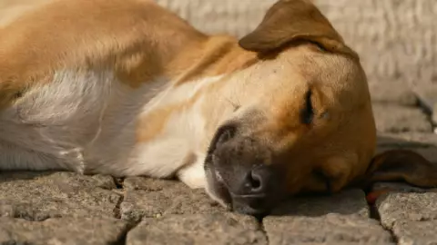 Mujer que GOLPEÓ a un perrito en Oaxaca ya fue IDENTIFICADA; es una INFLUENCER