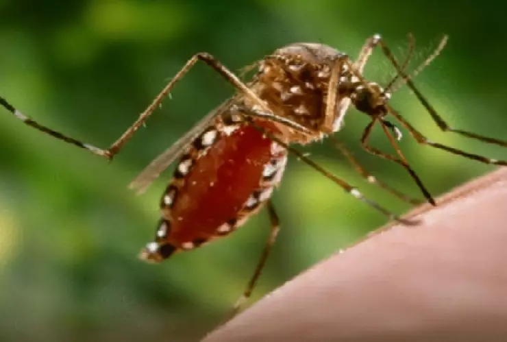 Chiapas, mosco dengue