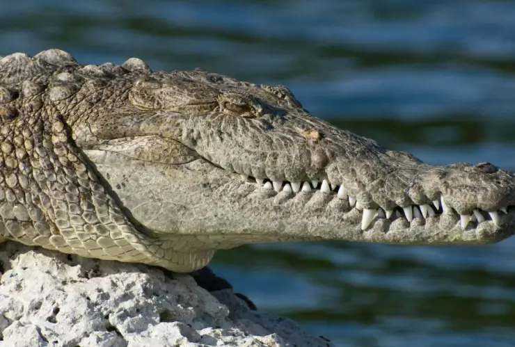 ¡Peculiar habitante! Captan a un COCODRILO en una laguna del Estado de México; es la sensación en internet