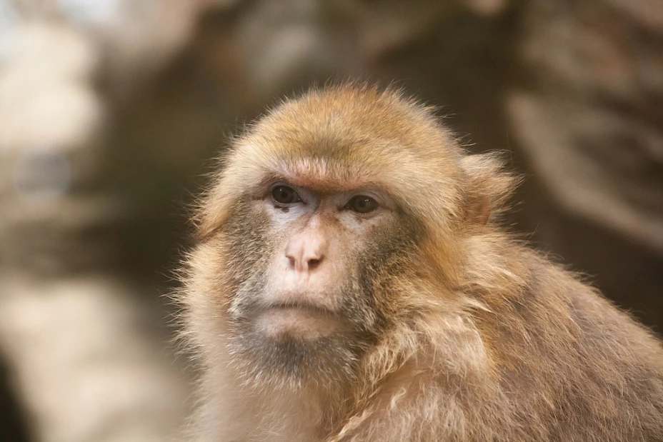 Macaco roba una cámara Gopro y se saca una selfie