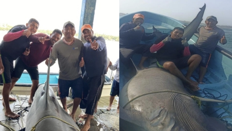 Pescadores capturan tiburón martillo en Playa Paraíso, Tabasco