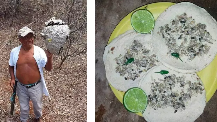 Tacos de larvas de avispa_ _Ek_ un manjar en la Península de Yucatán.jpg