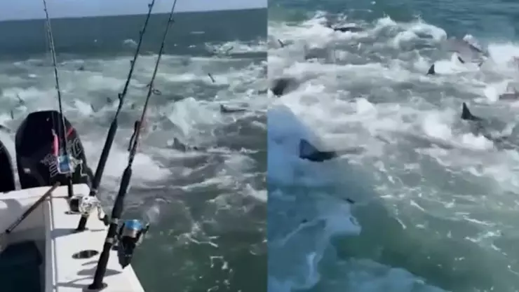 VIDEO Decenas de tiburones persiguen a pescadores en un pequeño bote
