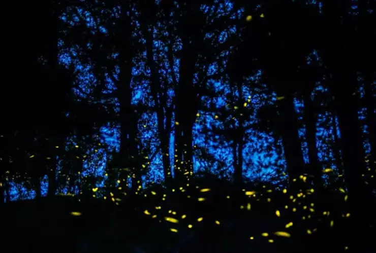 Disfruta esta temporada del Santuario de Luciérnagas en Tlaxcala: ¿Cómo llegar desde Puebla?