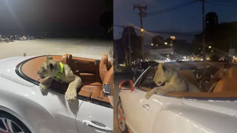 ¿Un lindo gatito en Tailandia?