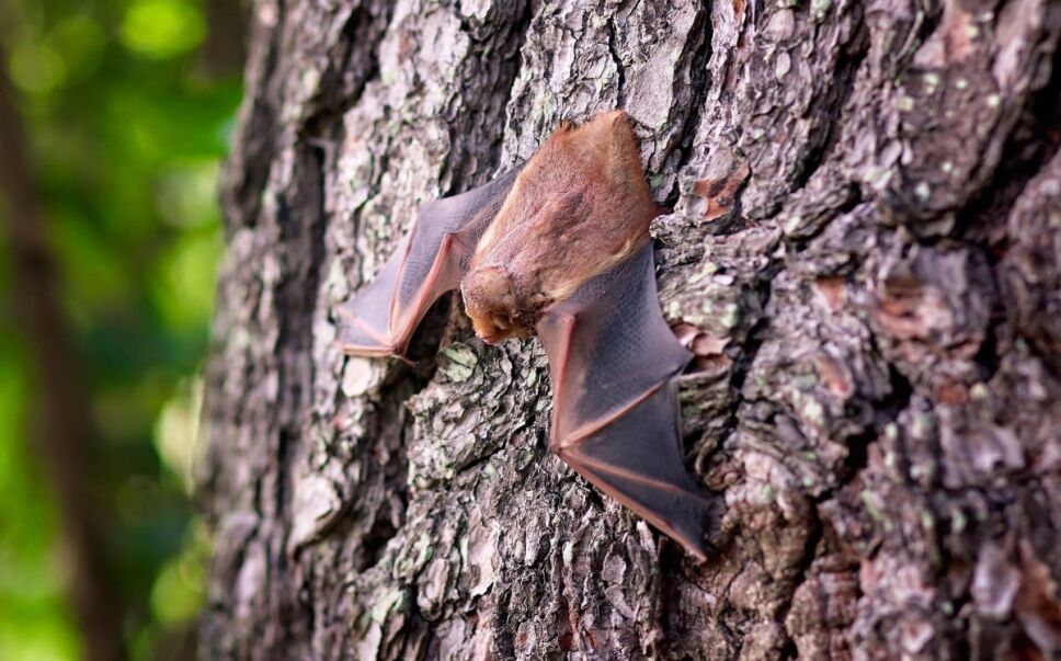 virus-nipah-india