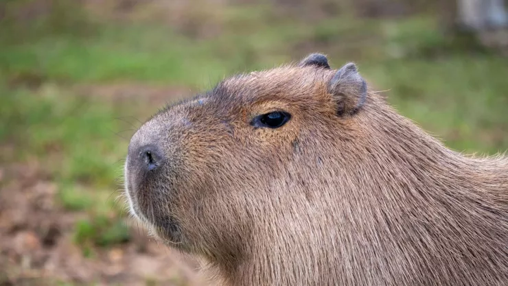 ¿Es legal tener un capibara de mascota en México Estos son los requisitos