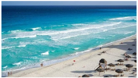 delfines en la playa cancún