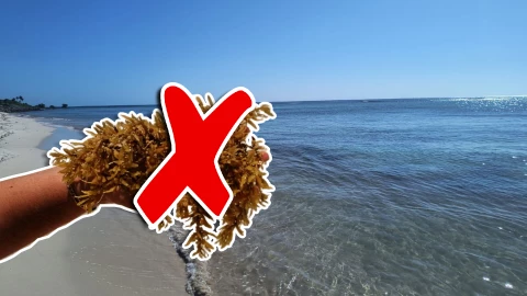 Estas son las playas sin sargazo en Quintana Roo HOY 11 de octubre de 2025_ De Holbox, Cancún, Tulum a Xcalak.jpg