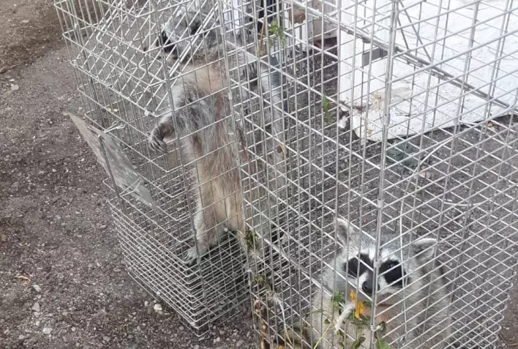 Rescatan mapaches en Chihuahua