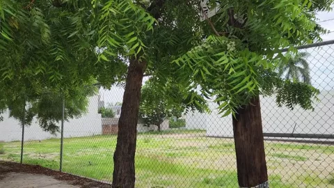 Árbol de Neem en Culiacán