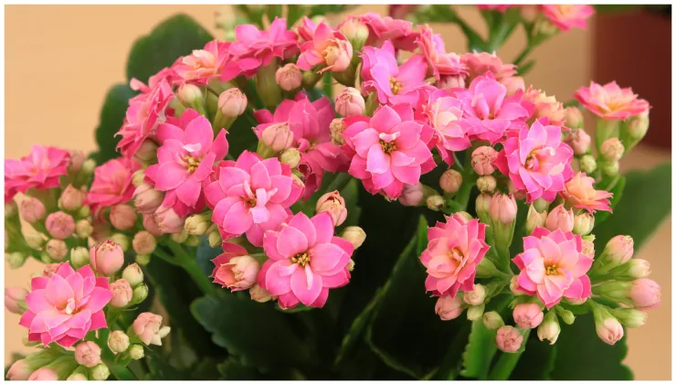 plantas resistentes