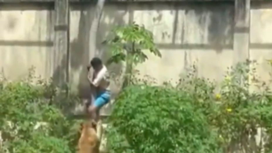 hombre es DEVORADO por una leona.png