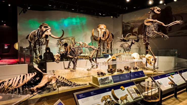 un vistazo por dentro del asombroso Field Museum en Chicago