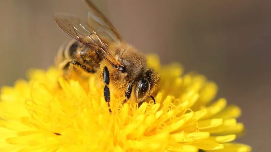 La contaminación también afecta la polinización de los insectos