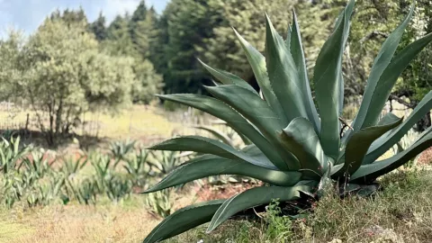 maguey pulquero