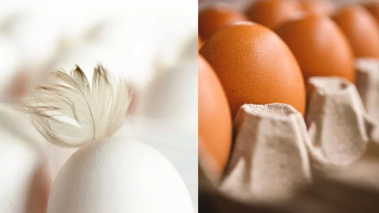 ¿Son más nutritivos? Por esta razón los huevos rojos son más caros que los blancos