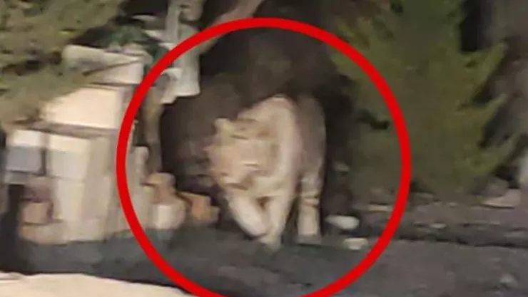 Matan a tigre blanco que merodeaba por calles de Querétaro
