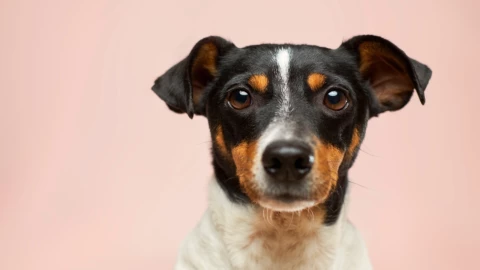 Cómo-quitar-pelo-perro-ropa-negra