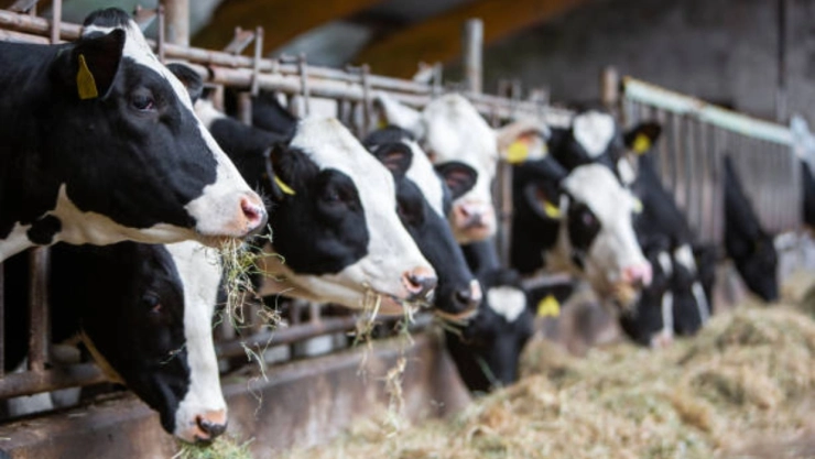 vacas lecheras