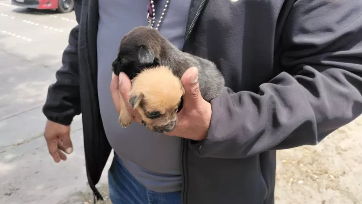 CACHORROS EN VENTA EN TIJUANA