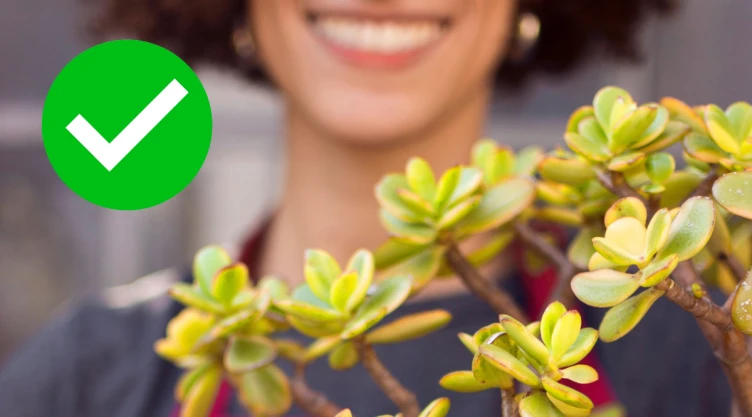 /estilo-de-vida/enterrar-clavos-oxidados-árbol-jade-para-qué-sirve-por-qué-recomienda