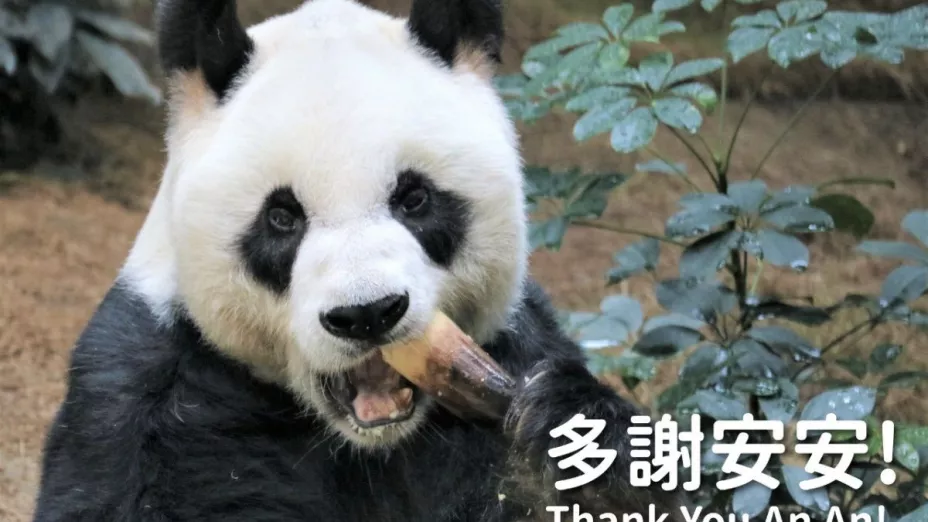 Muere An An el panda más longevo del mundo, lo sacrifican.