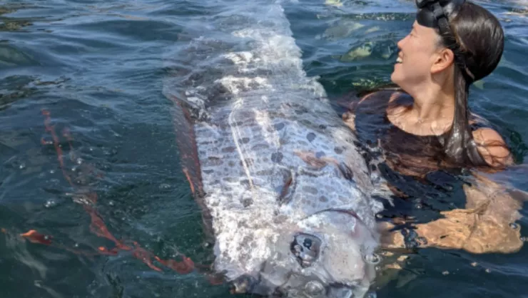 Pez remo en San Diego California