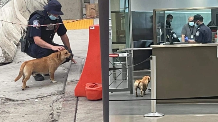 perrito frontera.jpg