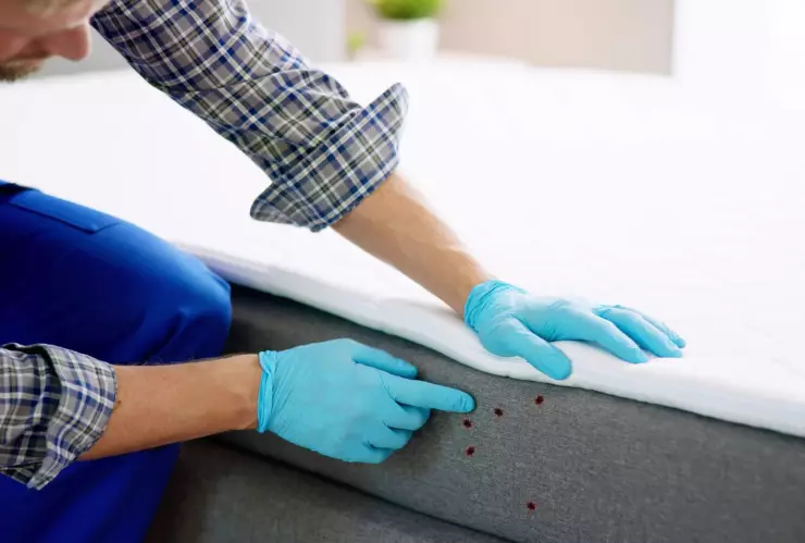 ¿Cuál es el olor de las chinches y cómo puede ayudarte a eliminar su presencia?