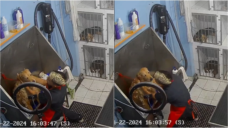 VIDEO_ ¡Concierto privado! Estilista le canta una canción de Sin Bandera a un perrito y se hace viraL