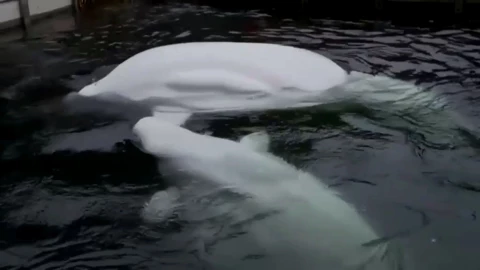 belugas .jpg