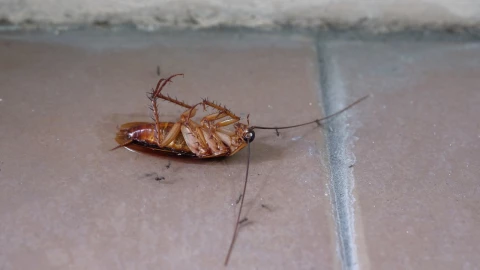 Mejor producto para eliminar cucarachas definitivamente