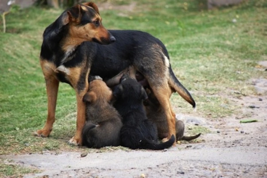 La empresa estimó que en México existe un mercado de 5.4 millones de perros con hogar que no están protegidos