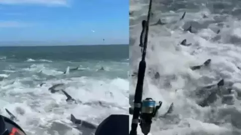 pescadores se encuentran con tiburones hambrientos