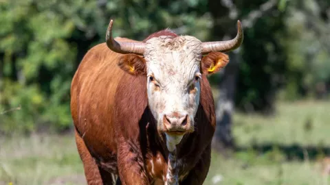 Confirman primer caso de gusano barrenador en Michoacán 8w 55c (suggested 70c max).jpg