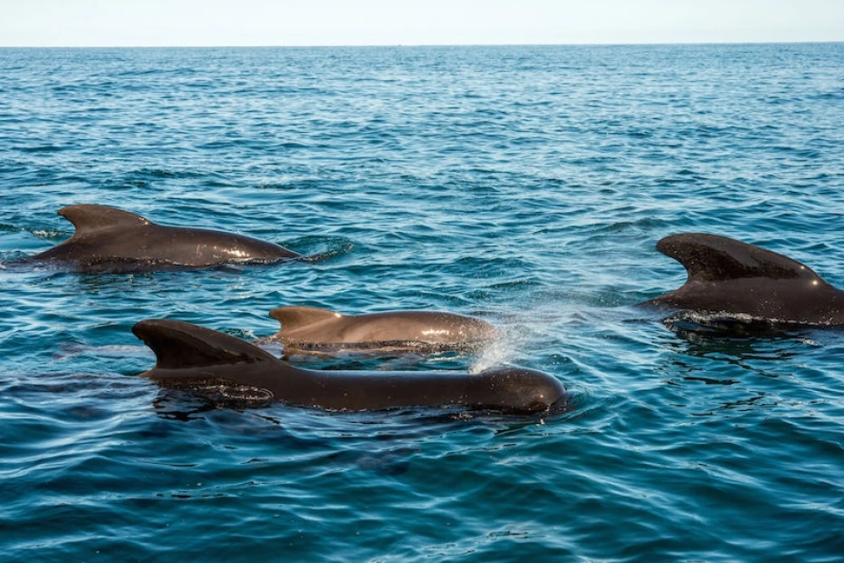Ballenas piloto