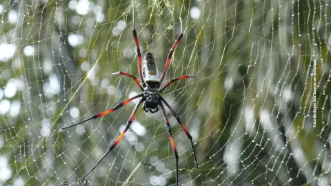 ¿Cómo eliminar las arañas del hogar definitivamente con vinagre?