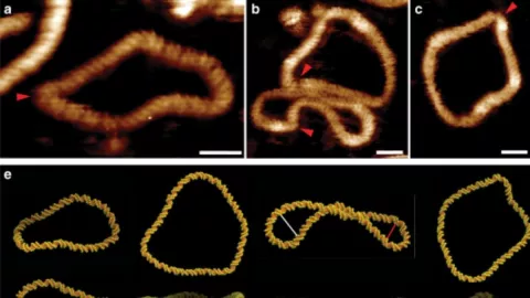 ADN Imágenes en alta resolución.jpg