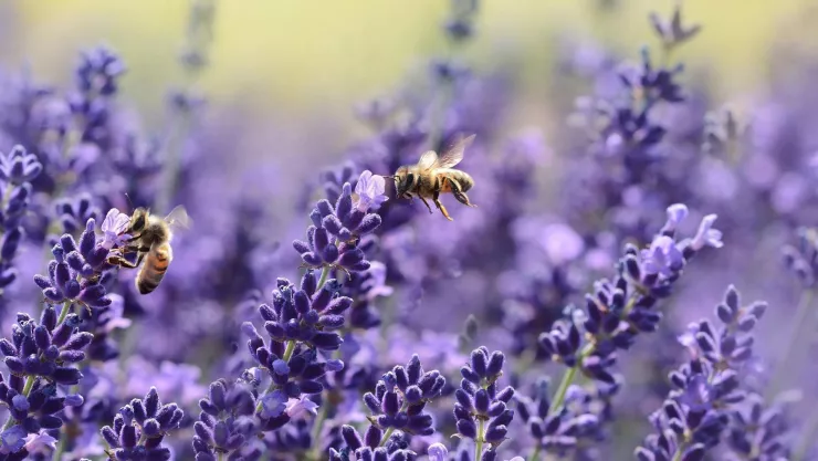 Estas son las plantas que son irresistibles para las abejas.